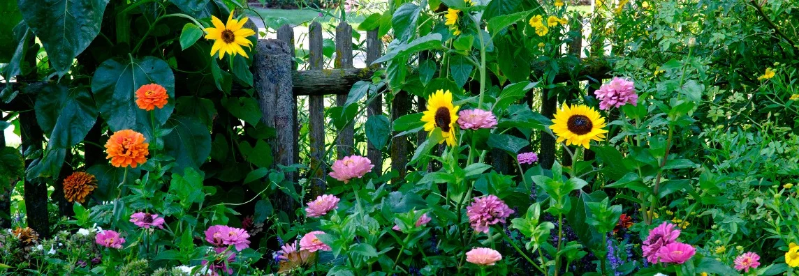 Blühender Bauerngarten mit Sonnenblumen